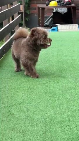 A small, fluffy brown dog is walking and playing on artificial green grass in an outdoor area. The dog has its tongue slightly out and appears to be happy and energetic. In the background, there is a wooden fence, a brick wall, and some garden furniture. The lighting suggests it is daytime.