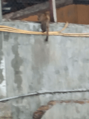 Small animal climbs concrete wall in Lhokseumawe, Indonesia