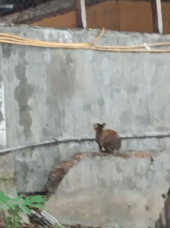 Small animal climbs concrete wall in Lhokseumawe, Indonesia