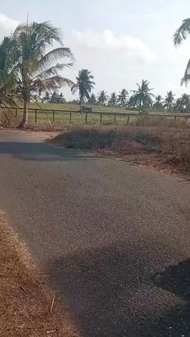 The video shows a person on a motorcycle riding down a paved road. The road is lined with palm trees on the left side. In the distance, a black truck is seen driving towards the camera. A fence and a field are visible on the right side of the road. The sky is clear and the sun is shining.