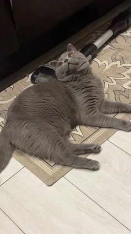 A gray cat with orange eyes is lying on a rug. The cat is on its back with its legs extended. The cat is looking up and to the left. There is a vacuum cleaner in the background. The floor is light-colored tile.