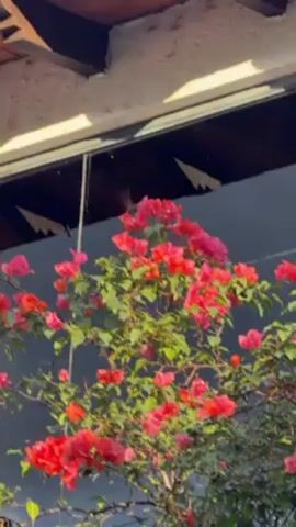 The video shows a bright red and pink bougainvillea plant with green leaves. The plant is positioned in front of a window, which is reflecting the sky and some trees. Above the window is a white stucco overhang with exposed wooden beams. A hummingbird briefly enters the frame, hovering near the flowers before flying away. The overall scene appears to be outdoors on a sunny day.