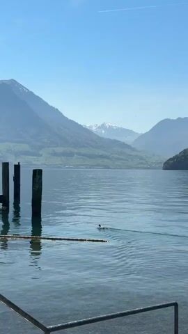 The video captures a serene and picturesque view of a mountain lake on a clear, sunny day. In the foreground, a metal railing is partially visible, while several dark wooden posts, likely part of a pier or dock, protrude from the water on the left, casting reflections. A rope or chain floats on the calm, clear blue water, which shows small ripples. A single duck swims from left to right across the lake, leaving a faint wake behind it.

In the midground, the expansive lake stretches towards the horizon. The background is dominated by majestic mountains with lush green lower slopes, some of which appear to have small settlements or farms. Further in the distance, higher mountain peaks are visible, partially covered with snow. The sky is a bright, cloudless blue, with a single faint contrail high above. The overall scene conveys a sense of tranquility and natural beauty, characteristic of a clear day in a mountainous region like Vitznau, Switzerland.
