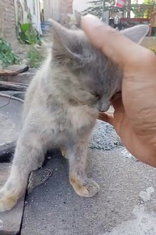 A person's hand pets a small gray kitten. The kitten is lying on a concrete surface. The background appears to be outdoors with some foliage and debris.