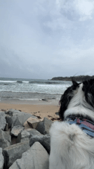 Dog owner enjoys morning coastal walk in Tsarevo, Bulgaria