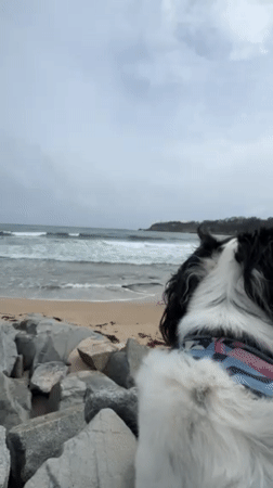 Dog owner enjoys morning coastal walk in Tsarevo, Bulgaria