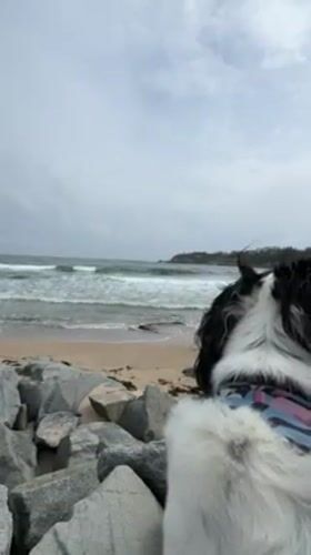 Dog owner enjoys morning coastal walk in Tsarevo, Bulgaria