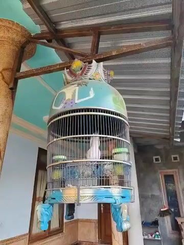 A white bird is in a large ornate birdcage. The cage is hanging from a metal structure. The cage is decorated with blue and yellow paint and has a dome-shaped top with a decorative emblem. The bird is standing in the center of the cage. The background shows a building with a corrugated metal roof and some potted plants. The lighting is natural daylight.