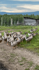 Geese, swans, and birch forests on a quiet rural homestead