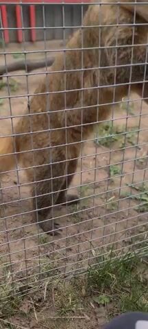 A tan coati with a white-and-black face mask stands on its hind legs against a metal fence, looking to the left. It has dark paws and a long, slender body. The enclosure is covered with sparse grass and dirt. The coati drops to all fours and walks to the left out of frame. Another coati is partially visible in the background.