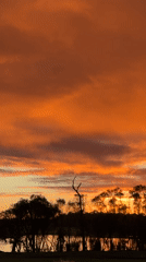 Silhouetted trees and birds against a vivid orange sunset