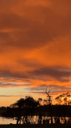 Silhouetted trees and birds against a vivid orange sunset