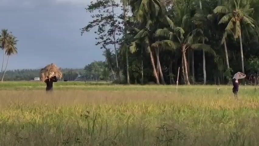 The video shows a rural landscape with two people in a rice field. One person is carrying a large bundle of hay on their back, walking towards the viewer from a distance. The other person is walking in the opposite direction, closer to the right side of the frame. The rice field is predominantly green and yellow. A row of palm trees lines the right side of the field, and other trees are scattered around. In the distance, a few buildings are visible under a cloudy sky.