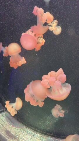 The video shows several small, pink jellyfish swimming in a tank. The jellyfish have a bulbous, round top and a frilly, flower-like structure underneath. There are bubbles in the water and some light reflecting off the bottom of the tank. The background is dark.