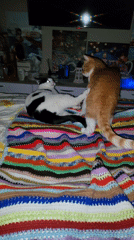 Cats and Easter treats captured in Chaikovsky home scenes