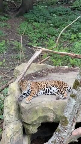 A jaguar is lying on a large rock. The jaguar is facing left and has its head turned towards the camera. Its body is mostly visible, showing its spotted fur pattern. The rock is mossy and appears to be in a natural outdoor setting with trees and greenery in the background. A broken branch rests on the rock near the jaguar's head.