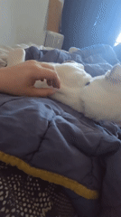 Pet Chihuahua enjoys belly rubs in Hem, France
