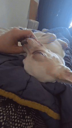 Pet Chihuahua enjoys belly rubs in Hem, France