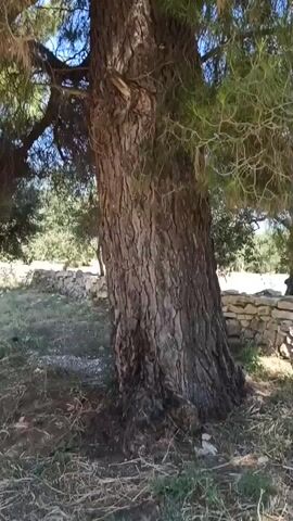 This media file shows a medium shot of a large, old pine tree in a rustic setting. The tree's trunk is thick and gnarled, with deeply fissured bark that gives it a weathered appearance. Its branches are covered in dense, green pine needles, with some dried, twiggy branches interspersed. The sun is shining brightly, casting dappled shadows on the ground beneath the tree. In the background, a low stone wall is visible, suggesting a rural or historical location. The overall atmosphere is peaceful and natural. There are no people visible in the media file. The time of day appears to be daytime, likely late morning or early afternoon, given the bright sunlight. The weather seems to be clear and sunny. The location context is Terlizzi, Italy. No text is visible in the media file.