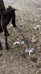Kitten and goats share yard space in Multan