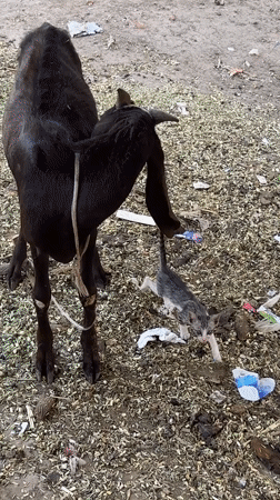 Kitten and goats share yard space in Multan