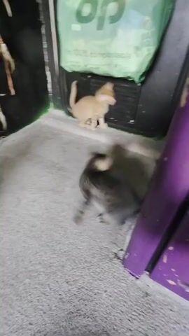 Two kittens are playing near a doorway. One kitten, a ginger tabby, is walking toward the viewer. The other kitten, a gray tabby, is running toward the left of the frame. A green compostable bag hangs on the wall behind them. The floor is made of gray concrete. A purple doorframe is to the right of the kittens.