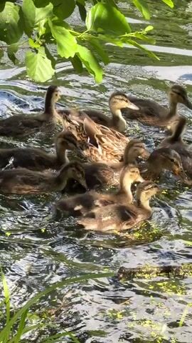 A group of ducks, including an adult and several ducklings, swim in a body of water. The adult duck has brown and white plumage. The ducklings are fluffy and brown. The water is murky and has some green algae floating on the surface. Sunlight filters through green leaves overhead, casting dappled light on the water. One duckling is captured with its beak open, appearing to interact with another duckling.