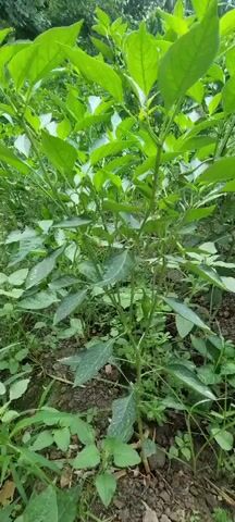 The video shows a close-up view of a pepper plant with several green peppers growing on it. A person's hand reaches into the frame and gently touches one of the peppers. The plant is surrounded by other green foliage, suggesting it is in an outdoor garden or field. The lighting is natural, indicating daytime.