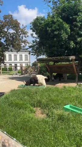 A black and white goat with large horns is eating from a green trough. The goat is standing in a sandy area next to a grassy field. In the background, there is a wooden fence and a white building with a gray roof. To the right of the goat, there is a covered feeding area with other goats visible underneath. The scene is illuminated by sunlight and appears to be outdoors on a clear day.