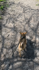 Dog walker spotted on tree-lined path in Sofia