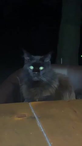 A black cat with bright green eyes sits in a brown chair in front of a wooden table. The background is dark, suggesting it is nighttime or a dimly lit indoor space. The cat is looking directly at the camera.