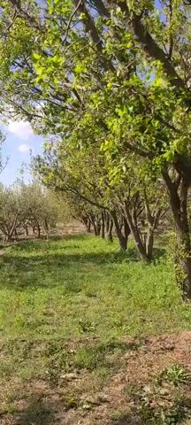 The video opens on a close-up of a row of trees in an orchard. The grass is green and the sky is partially visible through the branches. The camera moves forward, revealing more rows of trees. Two men appear in the scene. One is wearing a white shirt, vest, and a cap. He is standing and gesturing with his right hand. The other man is wearing a collared shirt and standing with his hands clasped. The scene is in a sunny outdoor setting.