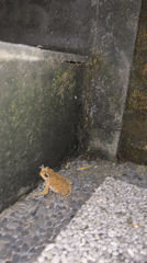 Quiet moments with pets and wildlife in North Kuta homes