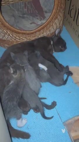 A black cat is lying on its side, asleep. Several kittens are nursing from the cat. The cat and kittens are on a blue mat. Behind the cat and kittens is a woven basket. The basket contains some fabric.