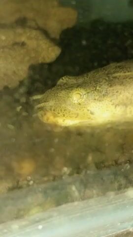 The video shows a close-up of a fish, likely a fish, in an aquarium. The fish has a mottled brown and yellow coloration, with visible eyes and a sensory whisker. The aquarium environment appears somewhat murky with visible sediment on the bottom.  A dark, unclear object is partially visible in the background, possibly a rock or decoration within the tank.