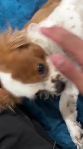 A close-up video shows a Cavalier King Charles Spaniel lying on its back on a blue textured surface. A person's hand is petting the dog's head, while several newborn kittens, including black and white ones, are nestled around its belly, appearing to nurse. Another person is seen in the background.