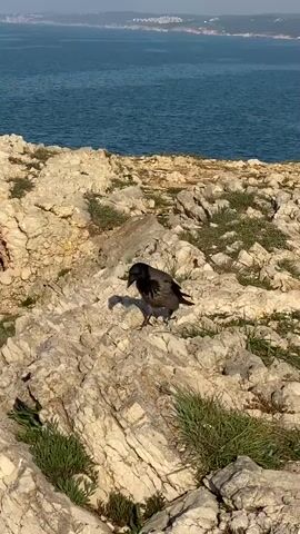A hooded crow stands on a rocky, grassy cliff overlooking the ocean. The crow is black and gray. The ocean is calm and blue, with land visible in the distance. There is a person visible in the left side of the frame.