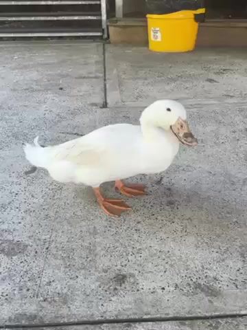 A white duck stands on a concrete surface. The duck has orange feet and a speckled bill. Behind the duck is a yellow bucket and a railing. The duck quacks.