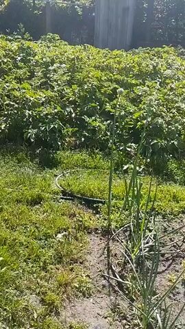 The media file depicts an outdoor scene in a garden or agricultural setting, likely a backyard vegetable patch given the presence of various plants. The foreground features lush green grass with some bare patches of soil and a dark green garden hose coiled on the ground. Prominently in the right foreground are several tall, green stalks of what appear to be mature onions, some with developing flower stalks. Behind the onions, a dense expanse of leafy green plants, possibly potato plants given their bushy appearance and the white flowers visible on some, stretches across the mid-ground.

In the background, a rustic wooden fence divides the garden from what might be another property or an alleyway. Beyond the fence, glimpses of trees and foliage suggest a semi-rural or suburban environment. The lighting suggests it is daytime, with sunlight casting shadows and highlighting the vibrant greens of the vegetation, indicating fair weather. The overall impression is of a well-tended garden in its growing season. There is no visible text in the media file. The image conveys a sense of peaceful, rural life. The location context provided is Plakhtianka, Ukraine.