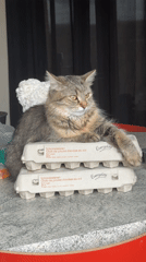 Cat rests on egg cartons in Antwerp kitchen scene
