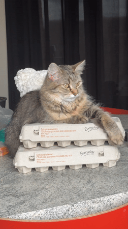 Cat rests on egg cartons in Antwerp kitchen scene