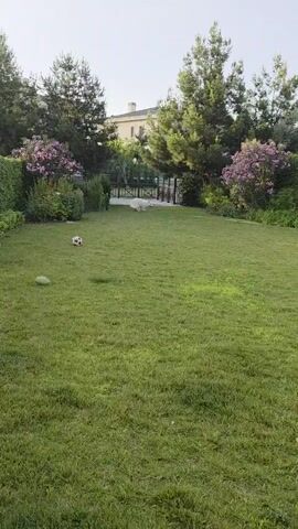 A white dog runs across a grassy lawn, carrying a blue object in its mouth. The lawn is surrounded by trees and bushes, and a building is visible in the background. The sun is shining, and the sky is clear.