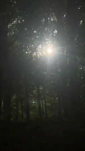 The image captures a serene natural scene within a dense forest, likely in or near Graz, Austria. The primary subject is the sun, brilliantly bursting through the canopy of tall trees, creating a strong lens flare and distinct rays of light that pierce the dark foliage. The trees, predominantly dark and silhouetted against the bright light, form a thick, natural wall on either side of the frame and in the background. Their leaves are mostly unseen in detail, overshadowed by the intense backlight, but their dense arrangement is evident.

The scene depicts a clear, sunny day, with the time of day appearing to be either early morning or late afternoon, given the angle and intensity of the sun's penetration through the leaves, casting long shadows on the forest floor. The ground itself is dark and indistinct, suggesting a rich, natural undergrowth that is heavily shadowed. There are no people or man-made objects visible, emphasizing the untouched beauty of nature. The overall mood conveyed is one of peace and tranquility, highlighted by the dramatic interplay of light and shadow in the forest. No text is visible in the image.