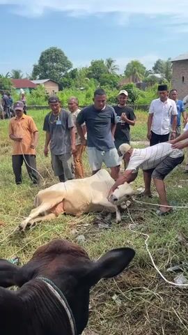 The video shows a group of men in a grassy field preparing a cow for slaughter. Several men are holding the cow down on its side while another appears to be positioning the cow's head. A second cow is partially visible in the foreground. Several other men are standing around watching. The location appears to be rural with buildings and trees in the background. The weather is sunny.