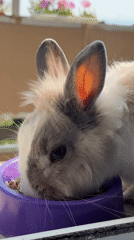 Pet rabbit feeding and grooming session documented in Bulgaria