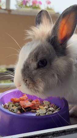 Pet rabbit feeding and grooming session documented in Bulgaria