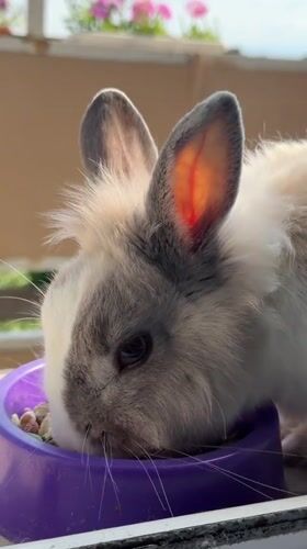 Pet rabbit feeding and grooming session documented in Bulgaria