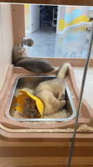 Shanghai pet store animals observed in glass enclosures