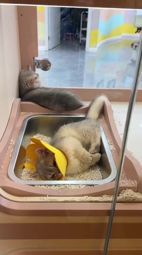 Shanghai pet store animals observed in glass enclosures