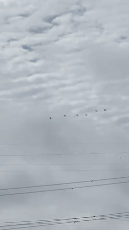Birds and Basketball Fan Captured in Ikorodu Morning Moments